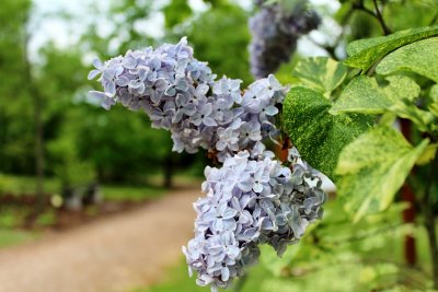 Syringa vulgaris 'Aucubifolia' - šeřík obecný - květenství a listy